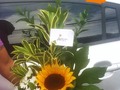 ☀️ girasol 🌻  Somos tu centro de Inolvidables Momentos 💚  Personaliza tus  💐Flores  🎈Globos 🍓Frutas 🍴Catering  📝 Eventos Y mucho más  Servicio A Domicilio📞 60204987  Somos @artenglobospanama Y @floresdelalmapanama  #floresdelalmapanamá  #floresdelalmapanama #festivos #Panamá #panamáoeste #Artenglobospanama  #Artenglobospanamá #flowerarrangement #babyshower  #15años #quinceaños #happybirthday #anniversary  #fathersday #diadelamadre #amor #mothersday #anniversary #love  #sanvalentín #díadelpadre #bodas #wedding