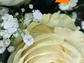 Somos tu centro de Inolvidables Momentos 💚  Personaliza tus  💐Flores  🎈Globos 🍓Frutas 🍴Catering  📝 Eventos Y mucho más  Servicio A Domicilio📞 60204987  Somos @artenglobospanama Y @floresdelalmapanama  #floresdelalmapanamá  #floresdelalmapanama #festivos #Panamá #panamáoeste #Artenglobospanama  #Artenglobospanamá #flowerarrangement #babyshower  #15años #quinceaños #happybirthday #anniversary  #fathersday #diadelamadre #amor #mothersday #anniversary #love  #sanvalentín #díadelpadre #bodas #wedding