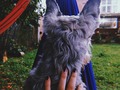 🐺🐺 . . .  #perros #love