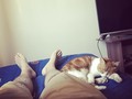 Sunday of laziness with my cat 💤💤💤