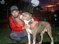 Tengo cachorros en venta, por si alguien le gustaría tener un buen pitbull..
