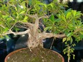 Hoy domingo @autana_bonsai estaremos en la flor de Venezuela hasta las 5pm #bonsais #bonsai #cabudare #barquisimeto #lara