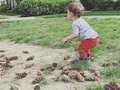 Recogiendo piñitas en familia ❤️