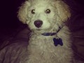 Mi #Locky adorado, que grande estas.... #Dog #poodlesofinstagram #poodle #Cachorro