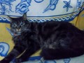 Doble Kat
