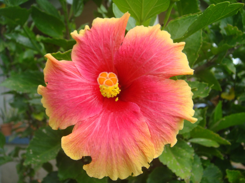 Pink and yellow Hibiscus RedGage