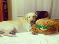 El feliz con su hamburguesa #dog #dogs #toptags #puppy #pup #cute #eyes #instagood #dogs_of_instagram #pet #pets #animal #animals #petstagram #petsagram #labrador #photooftheday #dogsofinstagram #ilovemydog #instagramdogs #nature #dogstagram #dogoftheday #lovedogs #lovepuppies #hound #adorable #doglover #instapuppy #instadog