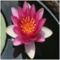 Asphodel