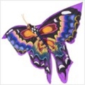 butterfly22