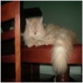 daday2009