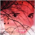 daphsamphotos