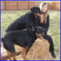 dogtrainer