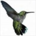 flit