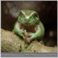 froggy213