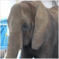 helpanelephant