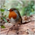 hypnodude
