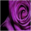 moonlitflower