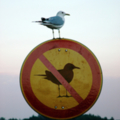 NoTMoT