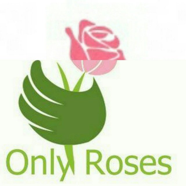 onlyroses507