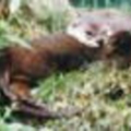 otterblossom