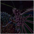 purplebutterfly