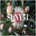suny