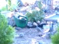 Quail Dinner Rush